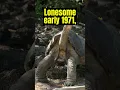 Download Lagu The Loneliest Tortoise: Lonesome George