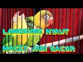 Download Lagu 🔴 Simulasi Pancingan Lovebird MALES BUNYI DAN MACET AMPUH BIKIN GACOR DORR !!