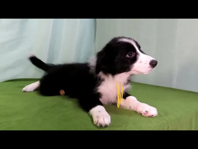 動画