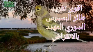 تغريد البسبوس السوري المهدد بالانقراض 