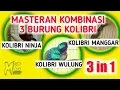 Lagu Masteran 3 burung kolibri, kombinasi kolibri ninja kolibri wulung kolibri manggar
