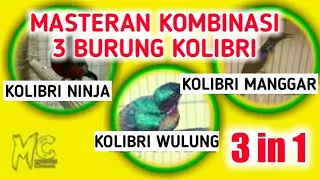 Download Masteran 3 burung kolibri, kombinasi kolibri ninja kolibri wulung kolibri manggar MP3