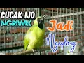 Pancingan Cucak Ijo NGERIWIK Biar LANGSUNG GACOR Cucak Ijo Bakalan Pasti Ikut Bunyi