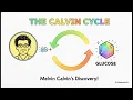 Class 9 Biology Chapter 8 Mechanism of Photosynthesis Explained