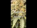 Gelato The Sweet Powerhouse of Medical Cannabis
