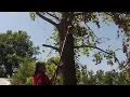 CRAFTSMAN V20 Cordless Pole Saw 14 Foot Reach Review