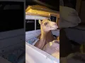 Funny Camel sounds