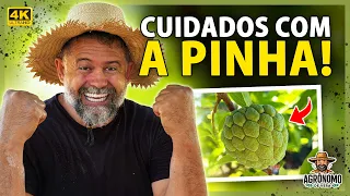 PODA e adubação na PINHA para produzir 