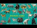 Lagu Wild animals names (जंगली जानवरों का नाम) Pictur And Sounds | wild animals names hindi