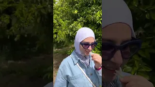 أحلى زهرة ربيع من نابل تونس زهرة الأرنج 