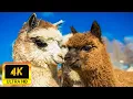 Download Lagu Llama Alpaca Of South America 4K  | Scenic Wildlife Film With Calming Music | 4K UHD Video