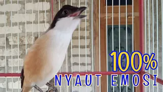 banyak cendet yang emosi dan nyaut dengan suara pancingan cendet ini