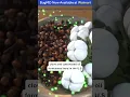 BugMD