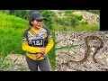 Download Lagu Este ANIMAL me Asusto por estar Buscando HUEVOS de Guinea | Doña Viky