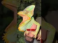 Download Lagu Catching Chameleons in Florida #Chameleon #reptiles