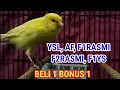 Download Lagu SPESIAL BELI 1 BONUS 1. F1RASMI, YSL, AF, RASMIBB DAN BETINA SIAPAN TERNAK 