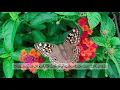 Download Lagu Surah 021 | Al Anbiya | Beautiful Scenery | Abdul Rehman Al Sudais | The Holy Quran