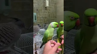 دره متكلم سبحان الله  دره متكلم سبحان الله