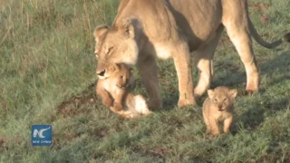 The gregarious living philosophy of African lion