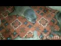Download Lagu suara anakan otter cocok untuk pikat otter