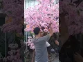 Download Lagu Pohon Sakura by Fujiyama Florist