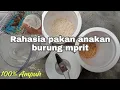 Lagu Cara membuat pakan burung emprit dan Cara Meloloh nya !