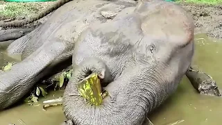 Animals That Asked People for Help & Kindness | Love Animals Hub P27