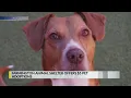 Farmington animal shelter offers 5 pet adoptions