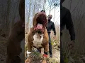 Download Lagu ¡EL MAYOR AMANTE DE PERROS DEL MUNDO #shorts #viral  #pitbull #best #curiosidades