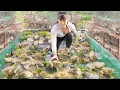 Download Lagu Harvesting Tank-Raised Frogs, Use 3-Wheel Vehicle To Transporting Goes To Market Sell