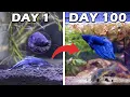 I built an Ecosystem for a Betta Fish