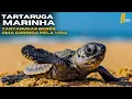 Download Lagu TARTARUGAS MARINHAS: A difícil jornada da areia até o mar | Documentário full HD 2025