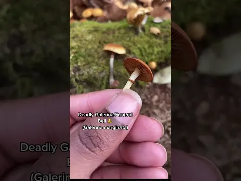 Deadly Galerina vs Edible Enoki! 🍄‍🟫