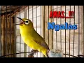 Download Lagu Pancingan Pleci Dakbal Ngalas