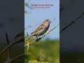 Download Lagu Burung pipit rumah betina (Passer domesticus) berkicau #burung