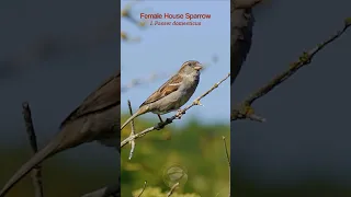 Female House Sparrow Passer Domesticus Chirps Birds 