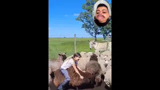 مقاطع مضحكه من القلب للقلب مع لسعه دماغ   الحلقه      دندنها
