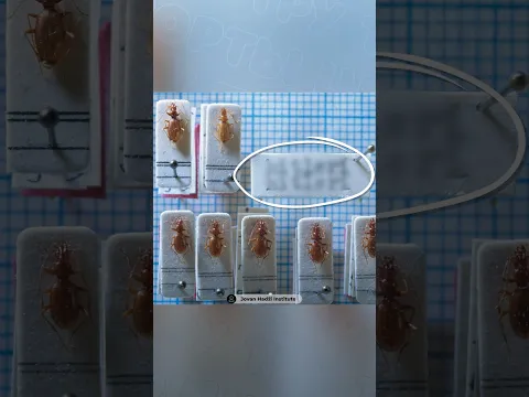 Не повезло жуку с названием