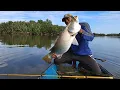 Download Lagu Rezeki tak terduga,Rekor ikan Barramundi besar 10 Kg dengan joran tradisional