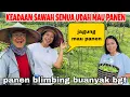 Download Lagu KEADAAN SAWAH SEMUA PADA MAU PANEN JAGUNG DLL ! SIWO LAGI CARI RUMPUT ‼️