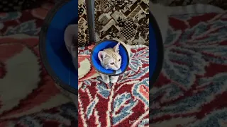 حوصلش سر رفته دعا کنی زودتر خوب شه گربه Cat دوست Chat غذا رسانی کمک رحمان 