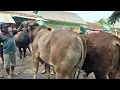 Download Lagu 2 EKOR 35 JUTA‼️BRAHMAN CROS SUPER HARGA MIRING | Pasar Sapi Tuban