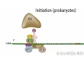 Animation of Protein Synthesis Translation in Prokaryotes