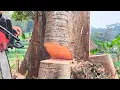 Download Lagu Cut down the Cotton Trees‼️