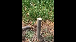 Multifunctional Folding Pruning Saw 