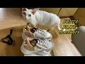 Lagu [Pony Daddy]FENDI FLOW Sneakers unboxing