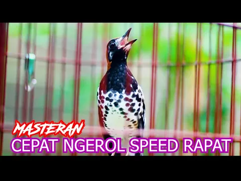 Download MP3 MASTERAN ANIS KEMBANG NGEROL SPEED RAPAT, DENGARKAN SESAAT AK LAIN PASTI IKUT BUNYI GACOR