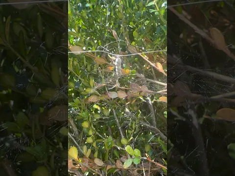 Momma 🕷️ and her egg sacks!