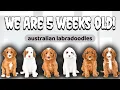 Download Lagu some things we do with AUSTRALIAN LABRADOODLE Puppies That Are 5 Weeks Old