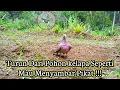 Download Lagu Dengar Suara Pikat ,Tekukur Suara Mersik Ini langsung Melayang Seperti Pred4tor
